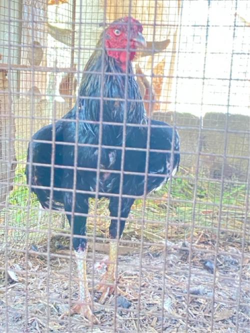 थंबनेल 3