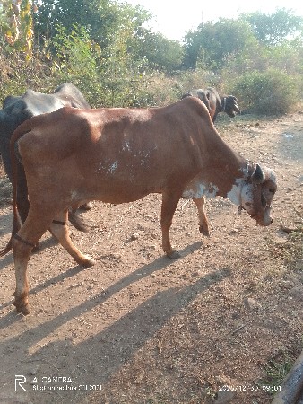 થંબનેલ 3