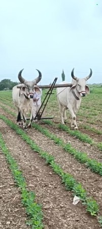 વેચવા ના છે