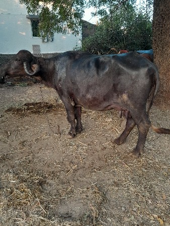 थंबनेल 3