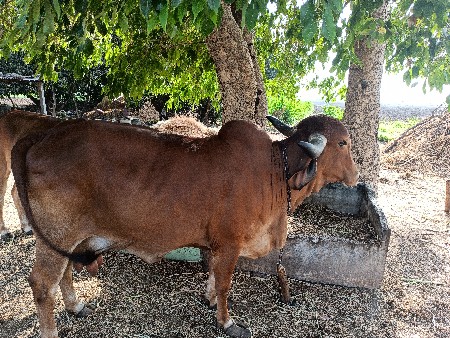 થંબનેલ 3