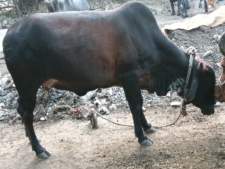 થંબનેલ 3