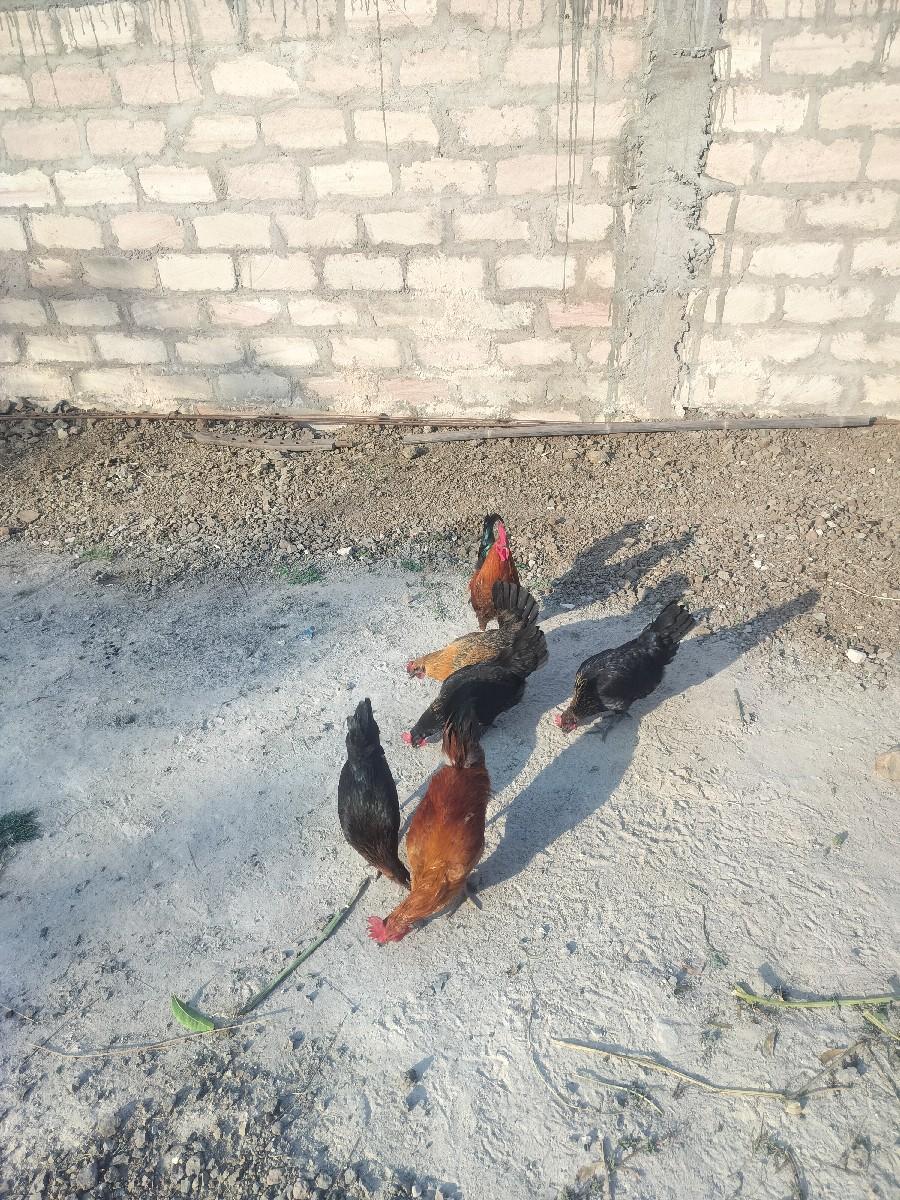 થંબનેલ 3