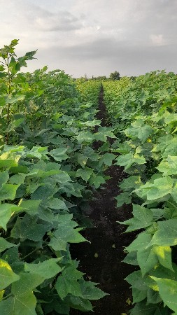 મકાન વેચવાની છે