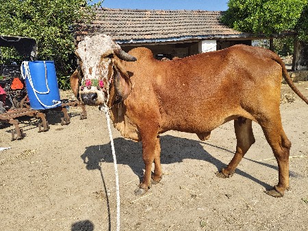 ગાય વેચવા ની છે