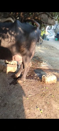 थंबनेल 2