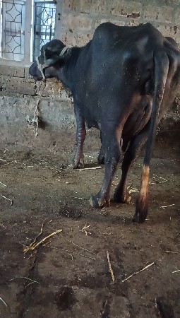 2 ભેંસુ વેસવાનિ છે