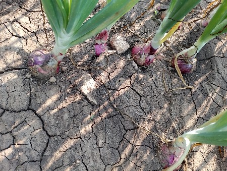 ડુંગળી વેચવાની છે