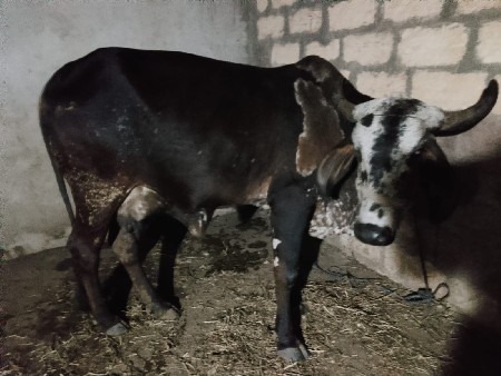 थंबनेल 3