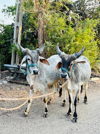 વેચવાના છે