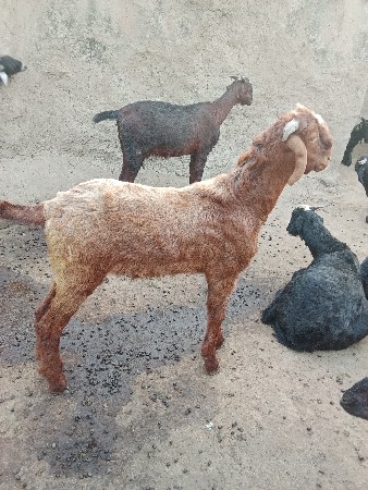 3 બકરા વેચવાના છે.