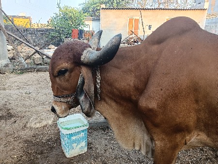 ગાય વેચવાની છે