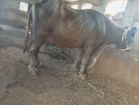 ભેંસ વેચવાની છે