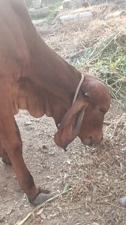 ગીર વાશડી છૅ