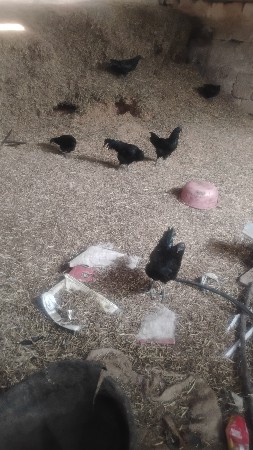 5 મૂર્ઘી આપવાની છે