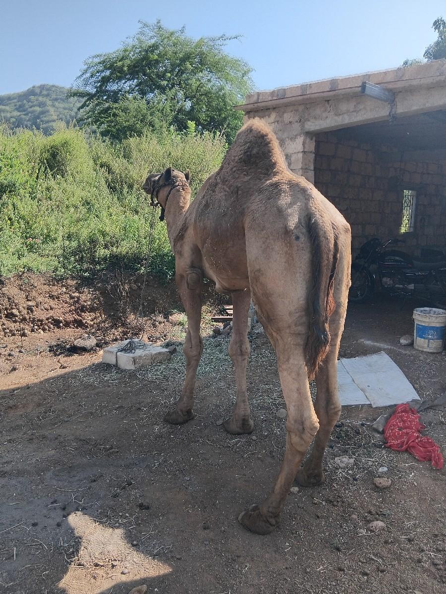 થંબનેલ 2