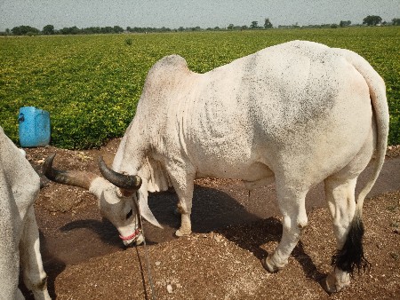 थंबनेल 2