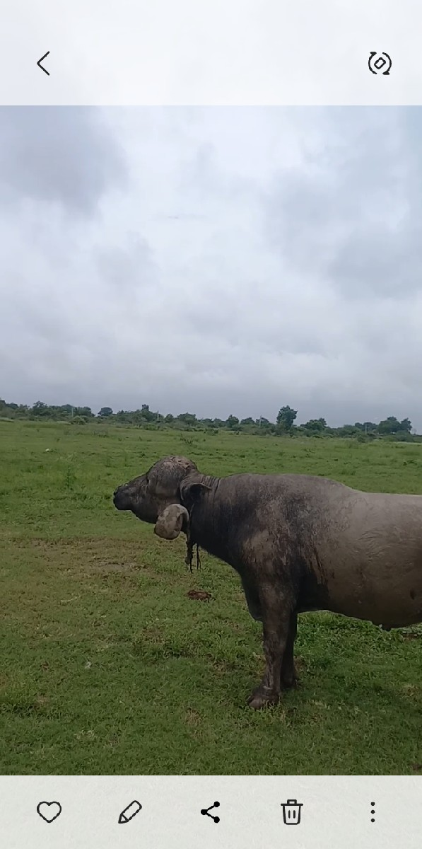 આ પાડો વેચવાનો છે