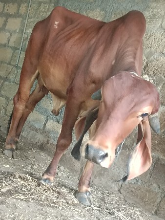 थंबनेल 1