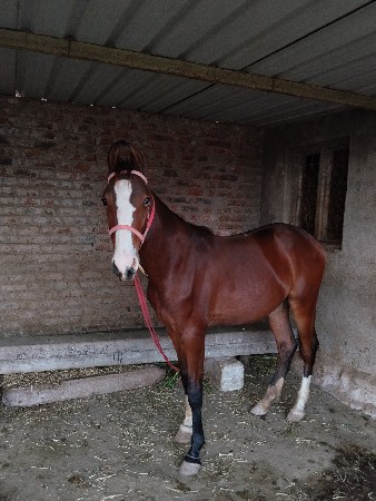 વછેરી વેચવાની છે