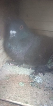 थंबनेल 2