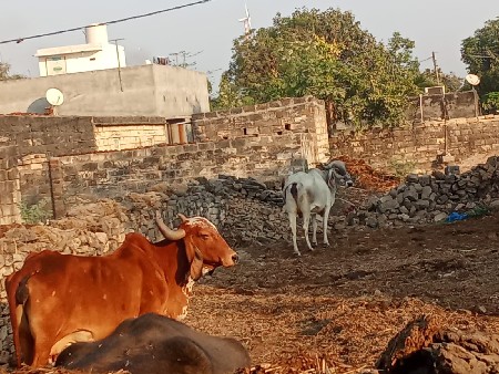 આ ગાય વેચવાની છે