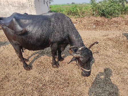 थंबनेल 2