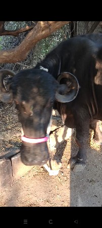 ભેંસ વેચવાની છે