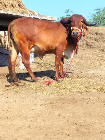 થંબનેલ 3