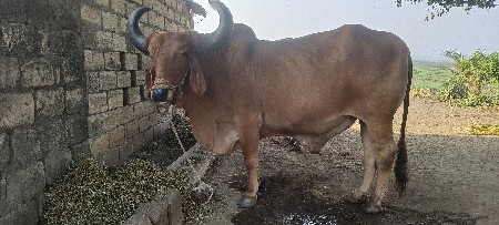 थंबनेल 2