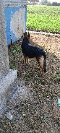 જર્મન શેફડ