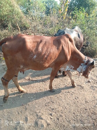 થંબનેલ 2