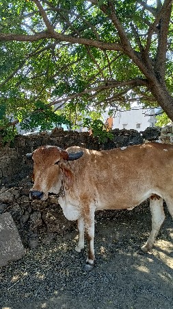 ગાય વેચવા ની છે