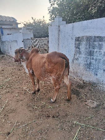 थंबनेल 3