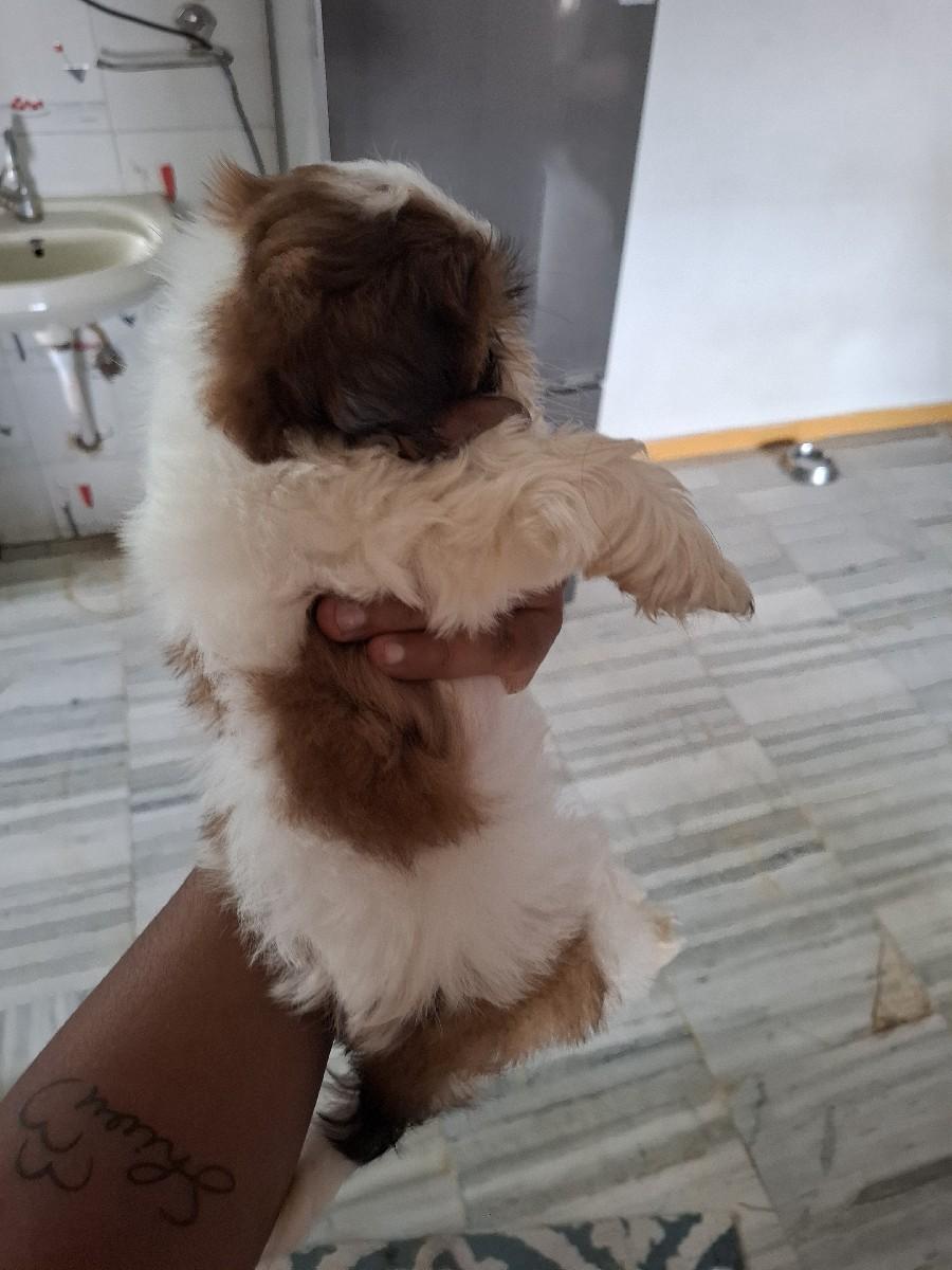 થંબનેલ 3