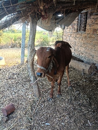 थंबनेल 2