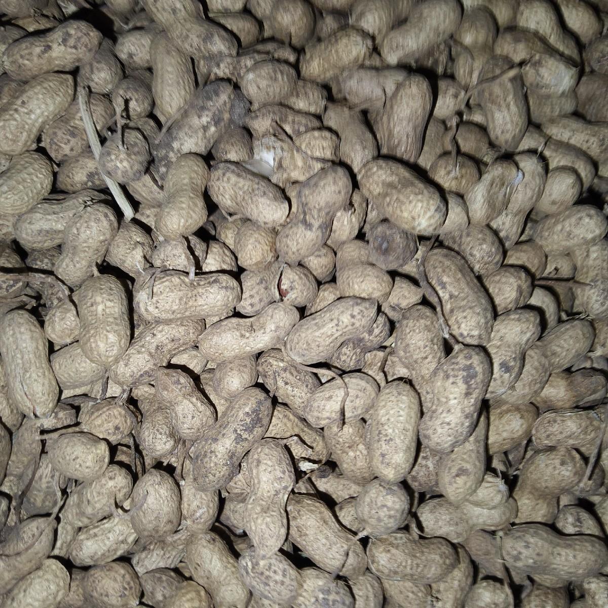 28 નંબર મગફડી છે