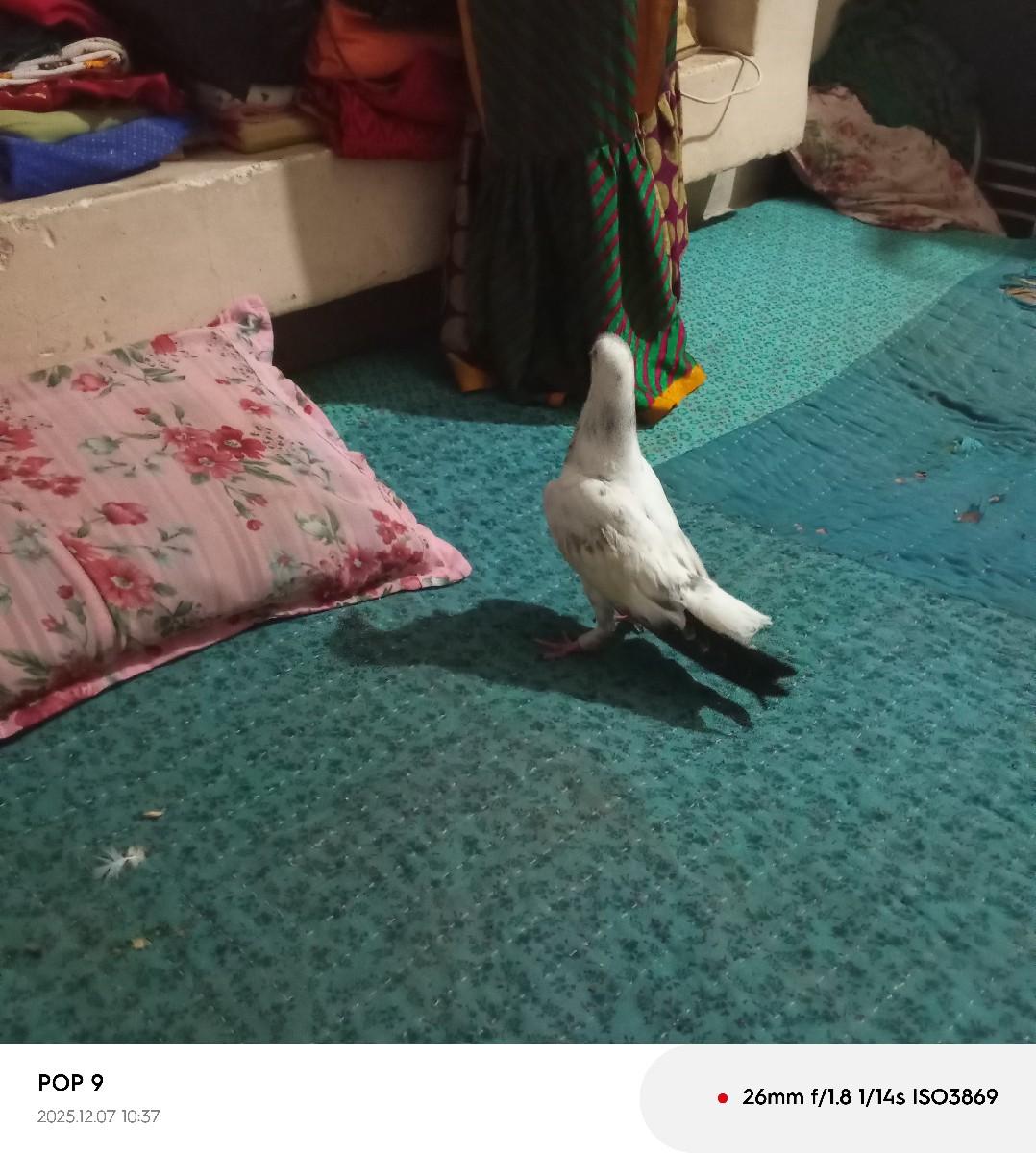 કબૂતર વેચવાના છે