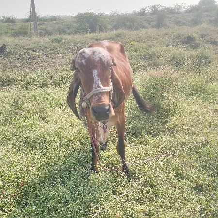 થંબનેલ 2