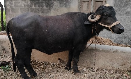 थंबनेल 3