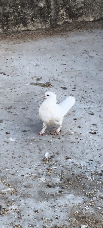 5 kabutar  vechhava na chhe