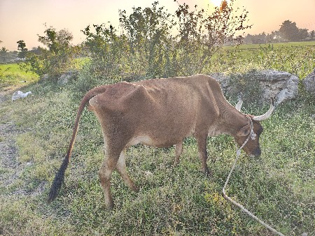 थंबनेल 2