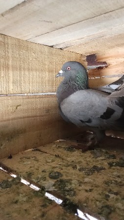 1 જોટો સે