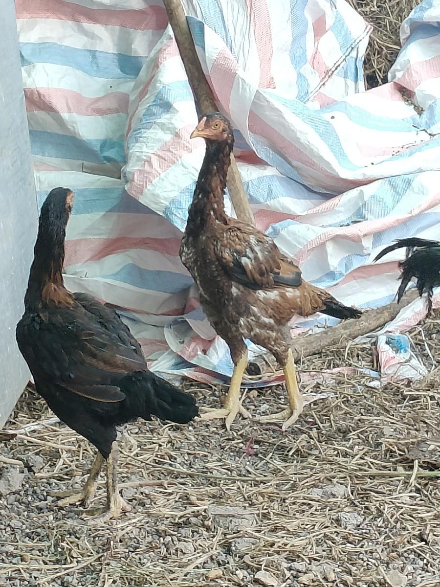 थंबनेल 3