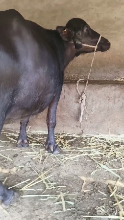 થંબનેલ 6