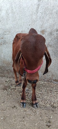 थंबनेल 3