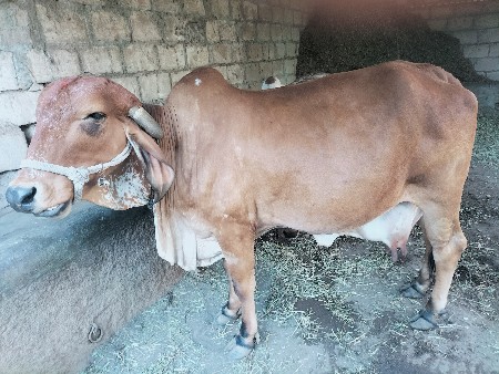 थंबनेल 2