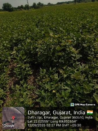 6 વિઘા ને 5 ગુઠા