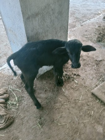 થંબનેલ 3