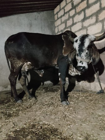 ગાયસાટા.કરવાનાછેધૉડીલેવાવાનીછે૯